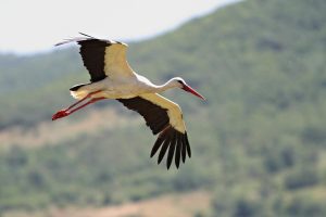 Жителите на хасковското село Подкрепа посрещнаха първия щъркел Дончо