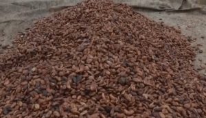 Производителите на какао в Кот д'Ивоар са пред фалит заради срив в цените