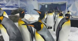 Пингвините поглъщат предимно бяла пластмаса: Учени предупреждават за „сензорен капан“