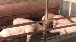 Започват строги проверки на вноса на живи животни от Румъния на Дунав мост