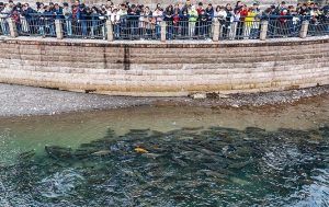 Забраната за риболов в река Яндзъ доведе до появата на 43 нови вида риба