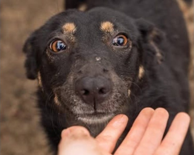 Едва ли има дете, което в мечтите си да не е искало куче