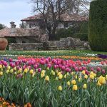 Парадът на лалетата в Балчик: 60 000 цвята и нов фестивал „Любородие“ привличат туристите
