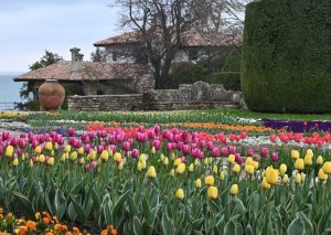 Парадът на лалетата в Балчик: 60 000 цвята и нов фестивал „Любородие“ привличат туристите