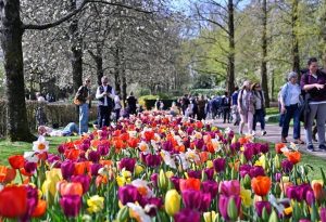 7 милиона цветя цъфтят едновременно в Градината на Европа