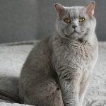 Котаракът Румен почина след тежка битка с генетично заболяване