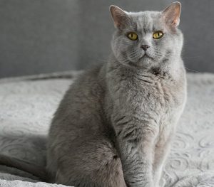 Котаракът Румен почина след тежка битка с генетично заболяване