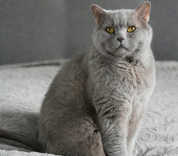 Котаракът Румен почина след тежка битка с генетично заболяване