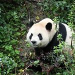Китай и САЩ подновиха сътрудничеството за опазване на гигантски панди с нов 10-годишен договор