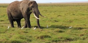 Слонове стъпкаха американски милионер по време на лов в Африка