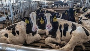 Купуваме директно от фермата повече мляко, но остават лимитите за месо, яйца, мед и риба