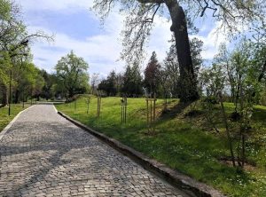 Японска вишна и екзотични дървета разкрасяват Велико Търново