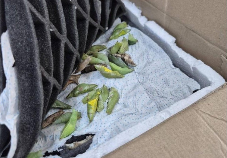 Иззеха 530 какавиди на екзотични пеперуди на „Капитан Андреево"