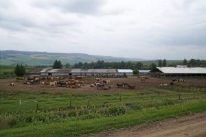 Поредно огнище на бруцелоза в Симитли: Десетки говеда отиват в кланица