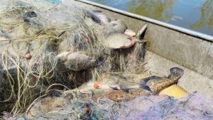 Акция на ИАРА: Иззеха близо километър бракониерски мрежи и 300 кг риба от язовир Мандра