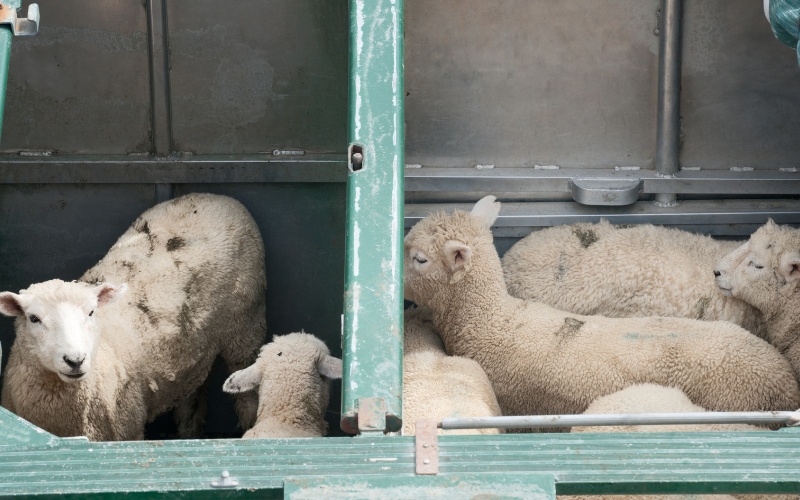 БАБХ и гранична полиция пресякоха нелегален внос на овце от Гърция край Маказа
