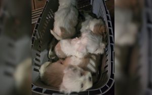 БАБХ и МВР разкриха нелегален трафик на 16 кучета в Кресна