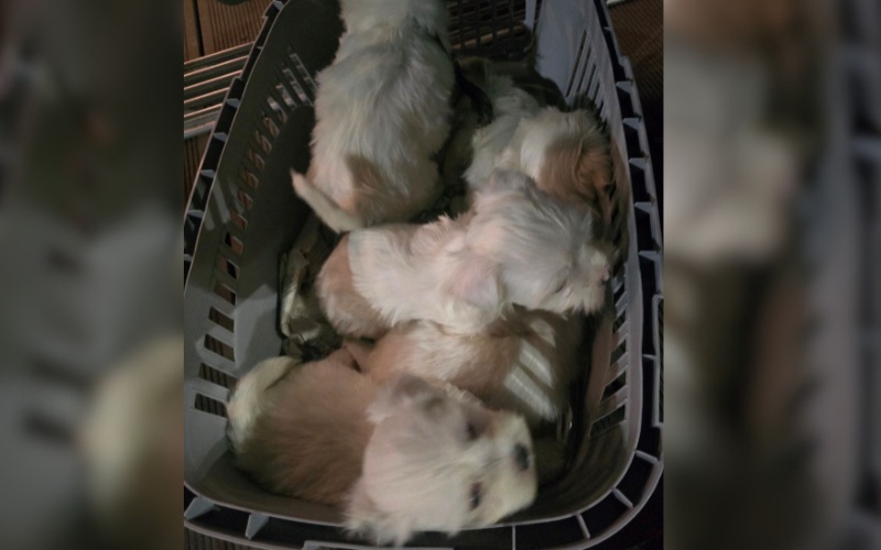 БАБХ и МВР разкриха нелегален трафик на 16 кучета в Кресна