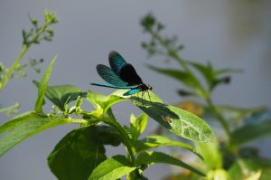 До 17° утре в София, през уикенда ще бъде още по-топло