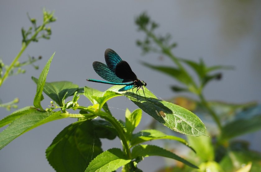 До 17° утре в София, през уикенда ще бъде още по-топло