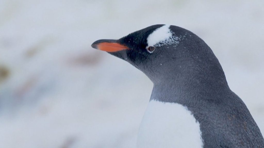 Императорските пингвини вече са официално застрашен вид заради климатичните промени