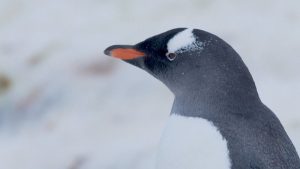 Императорските пингвини вече са официално застрашен вид заради климатичните промени