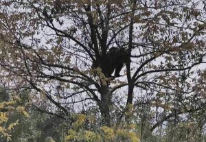 Кафява мечка е забелязана край язовир Кричим: Властите издадоха предупреждение