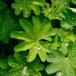 Краткотрайни следобедни валежи и гръмотевици в понеделник