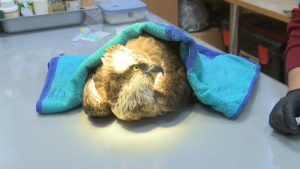 Критично застрашен орел-рибар е спасен след бракониерски отстрел край Русе