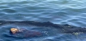 Мазутно петно: Проверяват разлив в морето край Варна