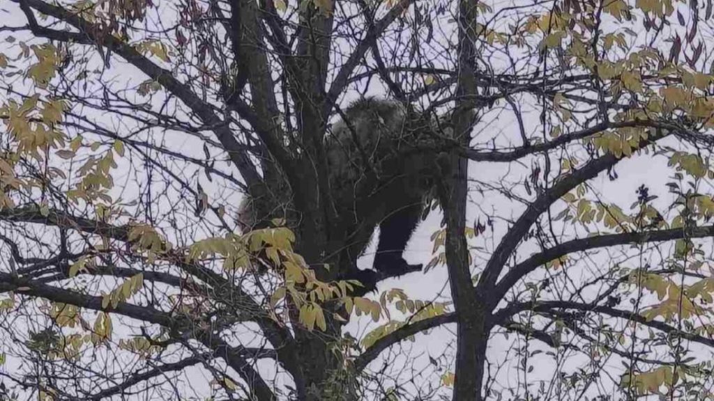 Неочакван гост край Кричим: Малко мече се засели в близост до ягодовите полета