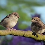 „Ние броим врабчетата“ – десето юбилейно издание на инициативата