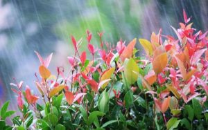 Прогноза за времето: Облачност и краткотрайни валежи с последващо застудяване