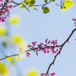 Очакват ни много слънчеви часове в неделя с температури до 20 градуса