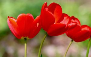 Прогноза за времето: Слънчев вторник и рязко застудяване с валежи в края на седмицата