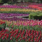 Парад на лалетата в Балчик: Над 60 000 цвята преобразяват Ботаническата градина