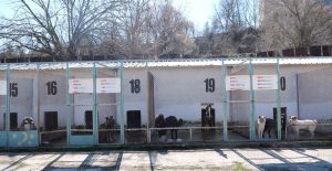 Рекорд в Благоевград: Над 350 кучета от приюта намериха нов дом