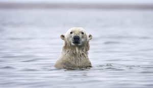 Селище в Аляска планира да поднови посещенията с цел снимане на бели мечки през 2027 година