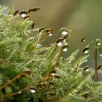 Слабо понижение на температурите и валежи от дъжд обхващат страната до края на седмицата