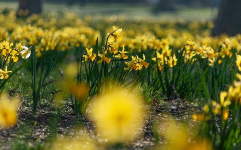 Слънчево и топло време в понеделник преди рязко застудяване и сняг в края на седмицата Слънчево и топло време в понеделник преди рязко застудяване и сняг в края на седмицата