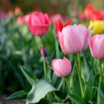 Слънчево време с температури до 25 градуса и риск от слани в събота