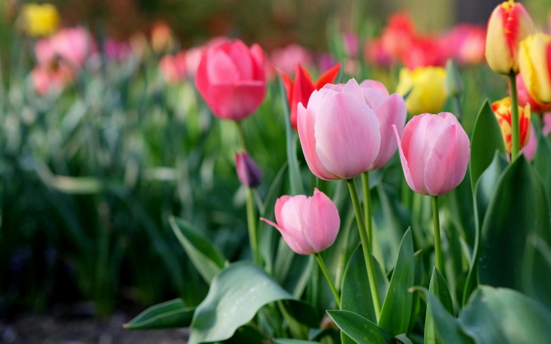 Слънчево време с температури до 25 градуса и риск от слани в събота