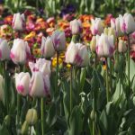 Слънчево начало и превалявания в следобедните часове на изборния ден