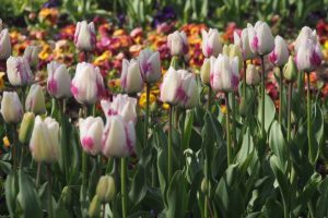 Слънчево начало и превалявания в следобедните часове на изборния ден