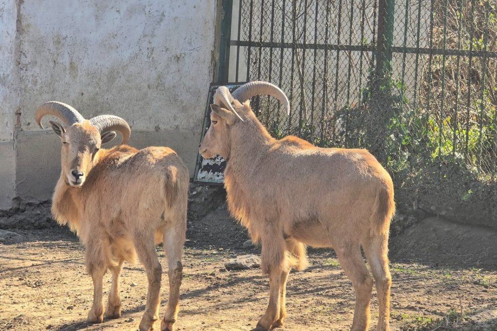 Бейби бум в Ловешкия зоопарк: Роден е първият гривест козирог и шест диви прасета