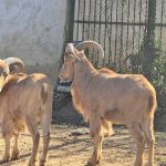 Бейби бум в Ловешкия зоопарк: Роден е първият гривест козирог и шест диви прасета