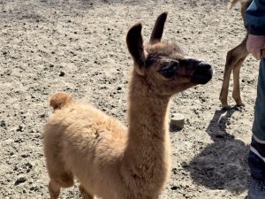 В Зооцентър Добрич се роди бебе лама: Успех след години усилия