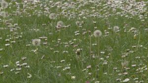 Всеки трети българин страда от алергия: Причини, симптоми и съвременна диагностика