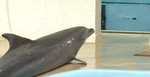 Делфинариумът във Варна организира безплатни великденски представления за децата