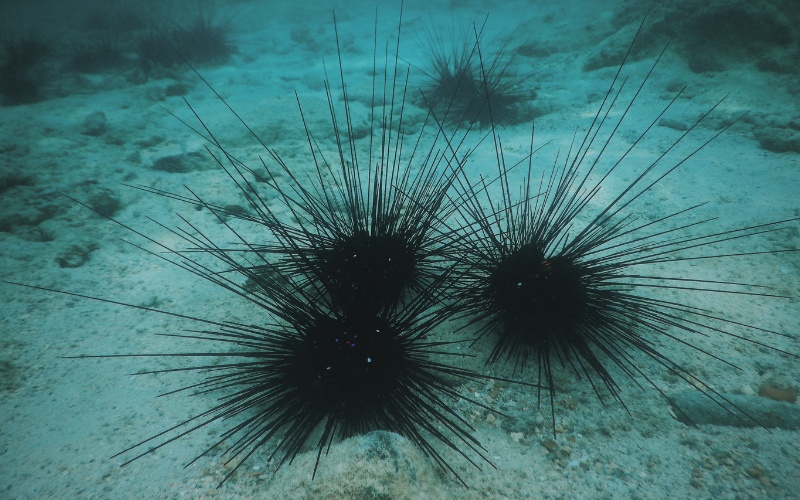 Гръцките власти задържаха петима за нелегален улов на 16 000 морски таралежа